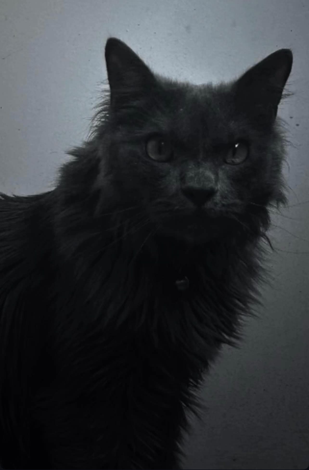 Sparrow the cat